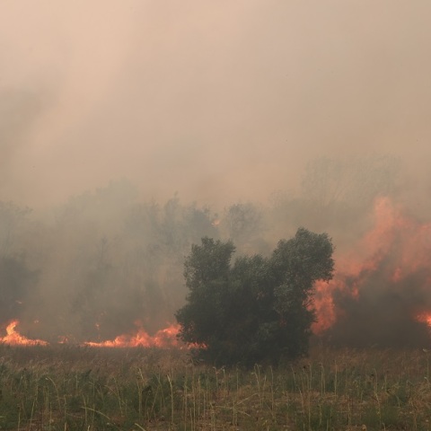 Φωτιά στον Έβρο: Αναζωπυρώσεις - Εκκενώσεις οικισμών