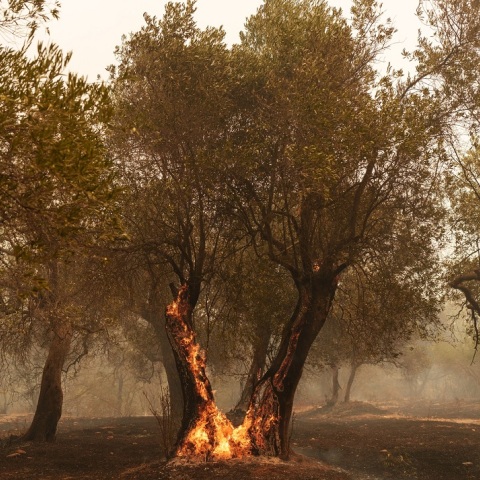 Φωτιά στον Έβρο