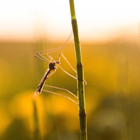 Ιός Δυτικού Νείλου: Συνολικά 11 θάνατοι