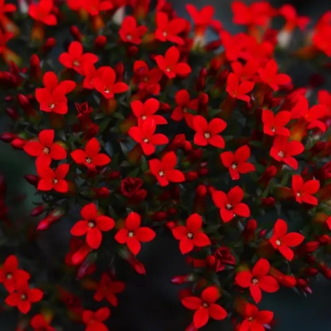 Εορτολόγιο: Σήμερα, 24 Ιανουαρίου 2025 γιορτάζει…