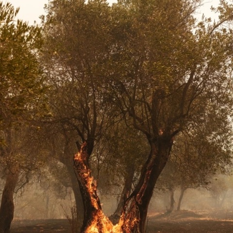 Φωτιά τώρα στον Έβρο: Προειδοποιητικό μήνυμα στο Σουφλί	