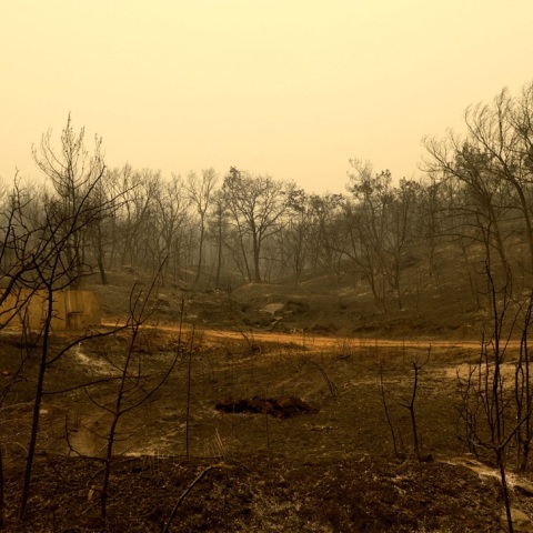 Καμένες εκτάσεις στον Έβρο