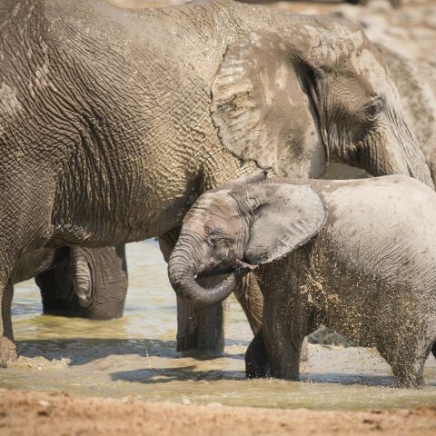 Ελέφαντες στη Ζιμπάμπουε