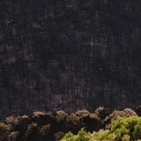 Kαμένα στην Πάρνηθα