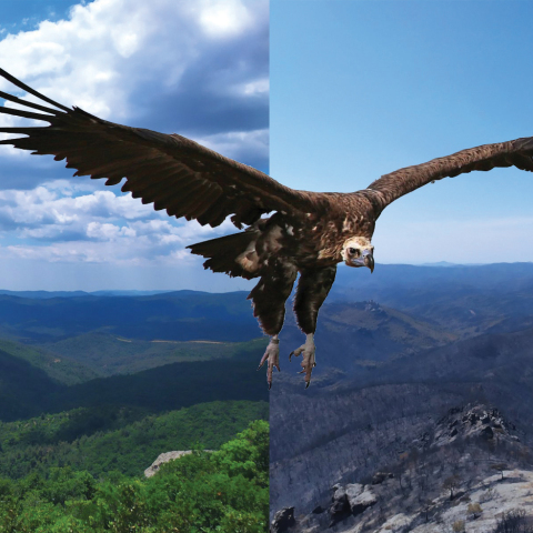 Τι θα απογίνουν οι μαυρόγυπες του Δάσους της Δαδιάς;