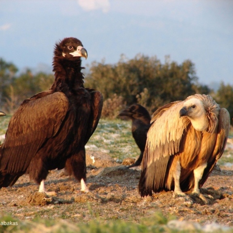 μαυρόγυπες