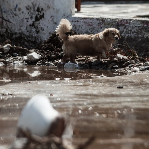 Κακοκαιρία Daniel: «Καμπανάκι» από τους ειδικούς για μολυσμένο νερό
