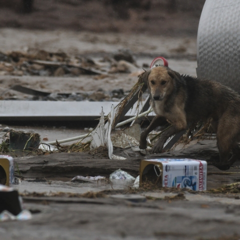 Σκύλος στην περιοχή της Νέας Λεύκης Λάρισας