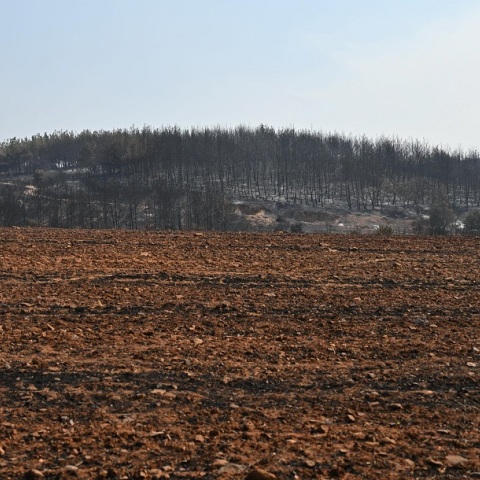 Πυρκαγιά στον Έβρο: Κάηκε σχεδόν το 60% του δάσους της Δαδιάς