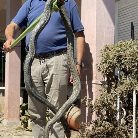 Φίδι 2,5 μέτρων στον Παλαμά Καρδίτσας