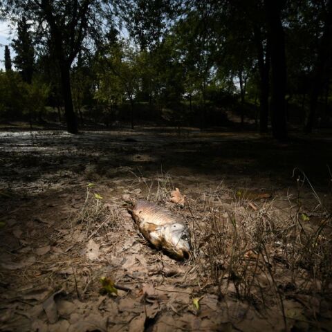 Νεκρά ψάρια στο πάρκο Αλκαζάρ, μετά την υποχώρηση της πλημμύρας που προκλήθηκε από την κακοκαιρία Daniel © SOOC