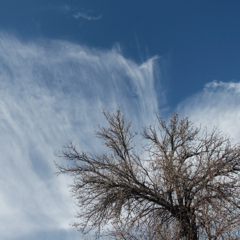Σύννεφα πίσω από δέντρο