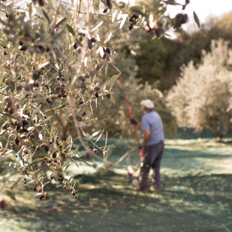 Στιγμιότυπο από τη συγκομιδή της ελιάς