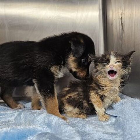 Ο Νόμος για τα ζώα συντροφιάς και η έκθεση του ελεγκτικού συνεδρίου