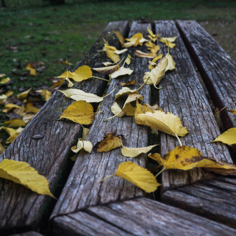 Φύλλα πάνω σε παγκάκι
