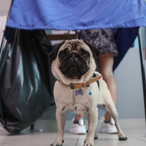 Ζωάκι αναμένει κάτω από το παραβάν σε εκλογικό τμήμα