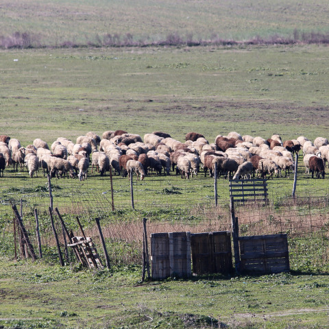 Πρόβατα βόσκουν σε κάμπο