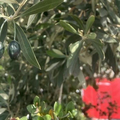 Τσιπάκια με όψη ελαιοκάρπου για την προστασία από κλοπές