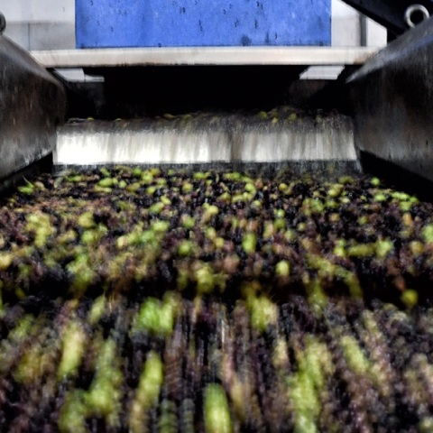 Ελαιόλαδο: Με σεκιούριτι και κάμερες προσπαθούν οι παραγωγοί να προστατέψουν τις σοδειές τους