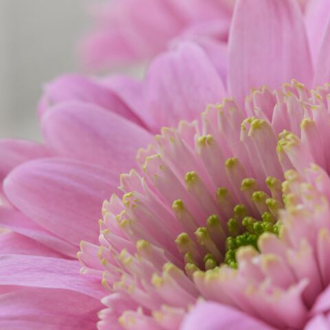 Χρυσάνθεμο