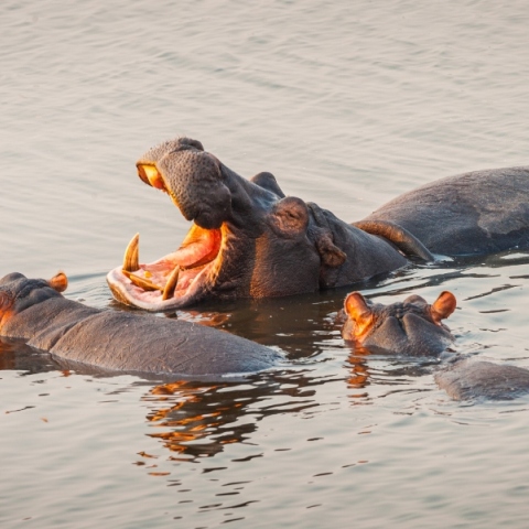 Η Κολομβία αρχίζει να στειρώνει ιπποπόταμους που ανήκαν στον βαρόνο των ναρκωτικών Πάμπλο Εσκομπάρ