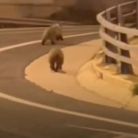 Αρκουδάκια στην Εγνατία Οδό