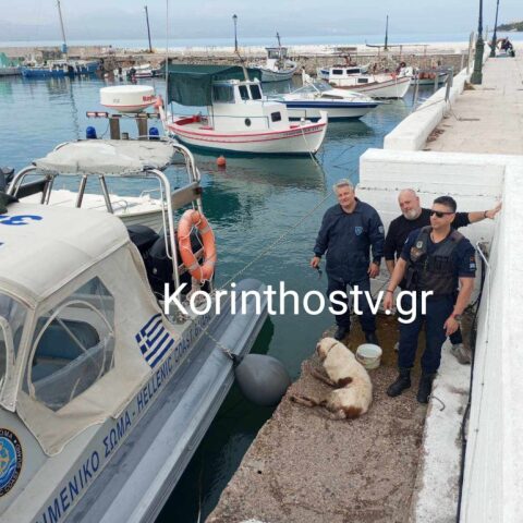 Ισθμός: Σκύλος έπεσε στο κανάλι – Διασώθηκε από άνδρες του λιμενικού