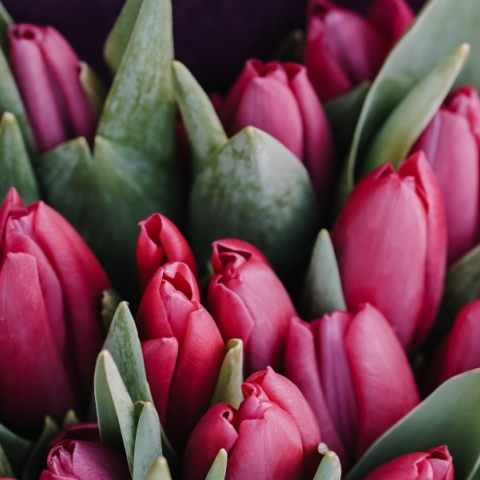 Ποιοι γιορτάζουν σήμερα 8 Δεκεμβρίου