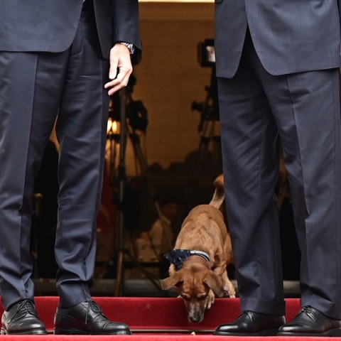 Ερντογάν στο Μαξίμου: Τον υποδέχθηκε και ο Peanut  