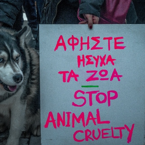 Αράχωβα: Οι έρευνες της Αστυνομίας δεν βλέπουν ανθρώπινο χέρι να κακοποιεί το άτυχο χάσκι Αναμένονται οι τοξικολογικές εξετάσεις και η πραγματογνωμοσύνη