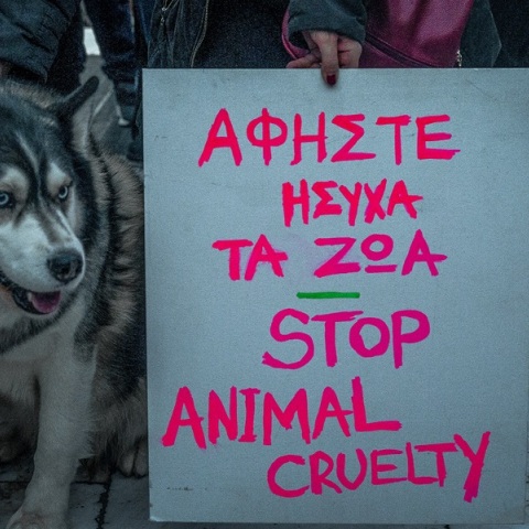 Αράχωβα: Ορίστηκε τεχνικός σύμβουλος για την υπόθεση «Όλιβερ» από τη Πανελλήνια Φιλοζωική Ομοσπονδία