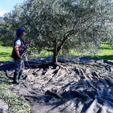 Άδεια νόμιμης εργασίας για εργάτες γης δίνει η κυβέρνηση 