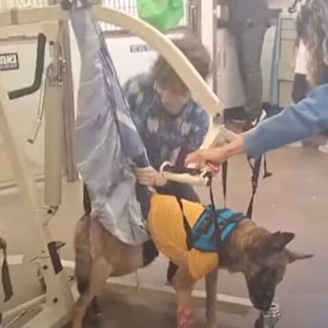 Iσραήλ: Aνέκαμψε σκύλος των ειδικών δυνάμεων που χτυπήθηκε από χειροβομβίδα της Χαμάς