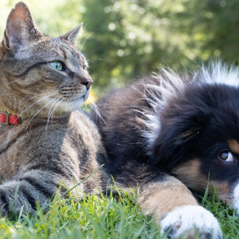 6 νέα ενδιαφέροντα πράγματα που μάθαμε για τις γάτες και τους σκύλους μέσα στο 2023 Ποιο από τα δύο κατοικίδια είναι «τέλειο»; Η επιστήμη έδωσε την απάντηση