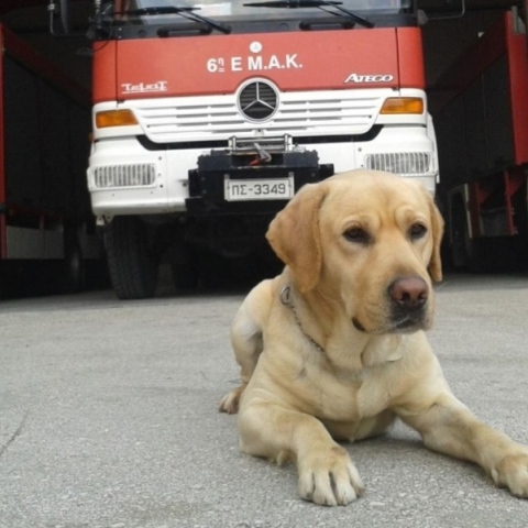 Πέθανε ο Μαξ, o διασώστης - σκύλος της ΕΜΑΚ μετά από 110 αποστολές διάσωσης Η ανακοίνωση της Πυροσβεστικής