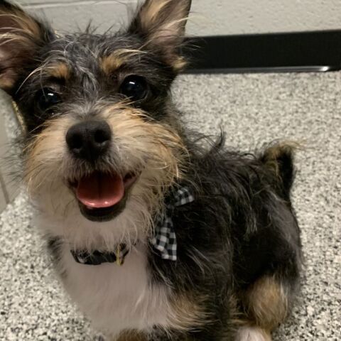 HΠΑ: Για πρώτη φορά σε 47 χρόνια υιοθετήθηκαν όλα τα αδέσποτα από ένα καταφύγιο