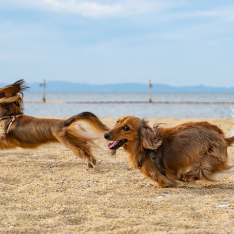 giati-o-skulos-mou-to-skaei-apo-to-spiti