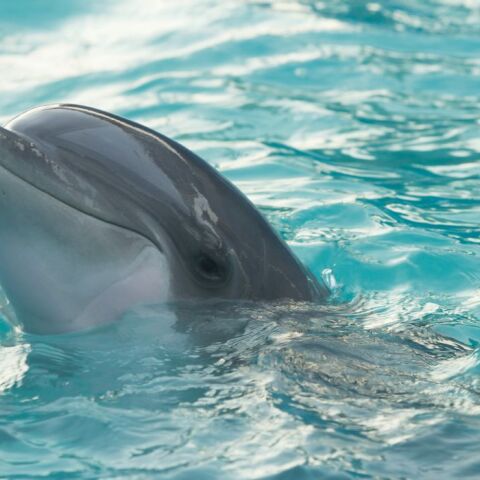 Bαλτική: Ένα δελφίνι μαγεύει τον κόσμο στις ακτές