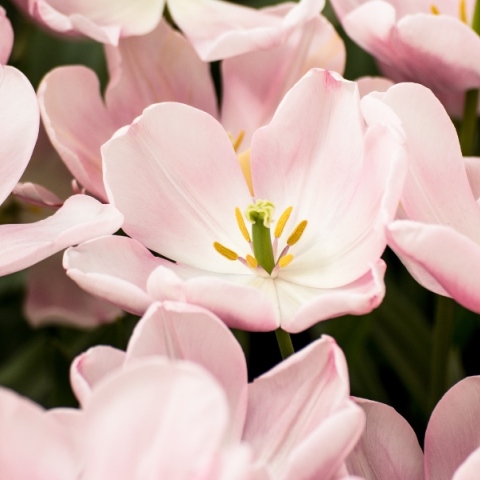 Εορτολόγιο: Σήμερα, 9 Ιανουαρίου 2024, γιορτάζουν…