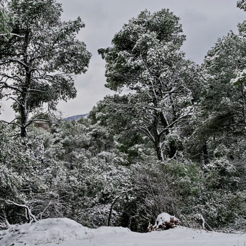Έπεσαν τα πρώτα χιόνια στην Πάρνηθα - Στα «λευκά» Πήλιο, Φλώρινα και Σαμοθράκη