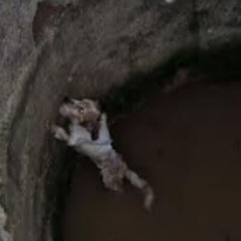 Σκυλάκι που έπεσε σε πηγάδι στη Μεσσηνία διασώθηκε από γεωλόγους που ερευνούσαν την περιοχή 