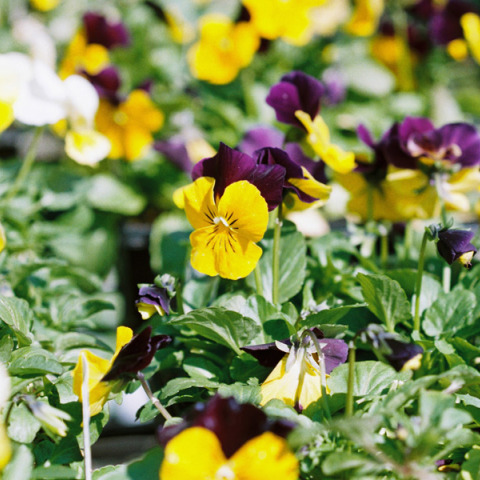 Και όμως υπάρχουν λουλούδια που ανθίζουν στο καταχείμωνο