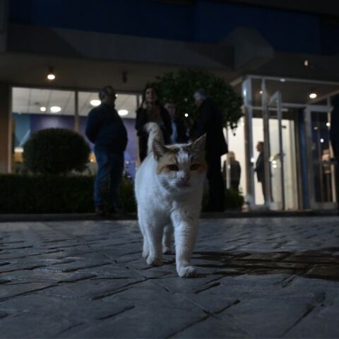 Βοτανικός: Οκτώ χρόνια χωρίς αναστολή στον 33χρονο που σκότωνε γάτες