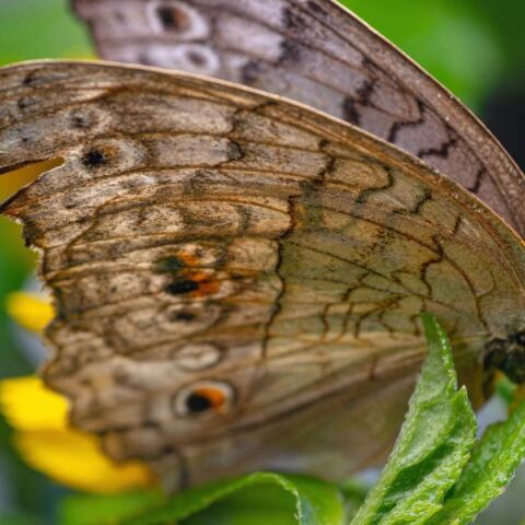 Πώς η πεταλούδα του λιβαδιού προσαρμόζεται στην κλιματική αλλαγή