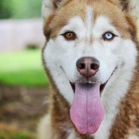 ΗΠΑ: σκύλος σώζει γειτονιά από δυνητική έκρηξη φυσικού αερίου