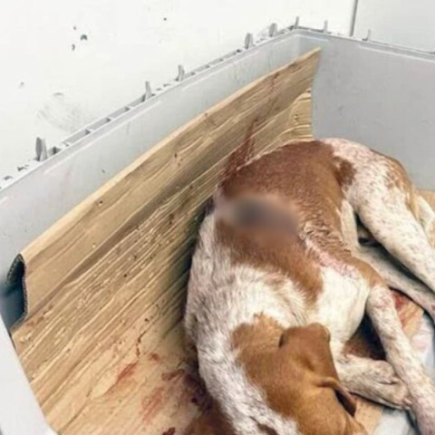 Άγνωστος πυροβόλησε κυνηγόσκυλο δύο φορές εξ επαφής - Βρίσκεται σε κρίσιμη κατάσταση 