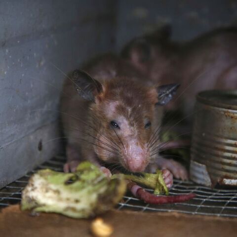 Oυκρανία: Αρουραίοι και ποντίκια κατακλύζουν τα χαρακώματα