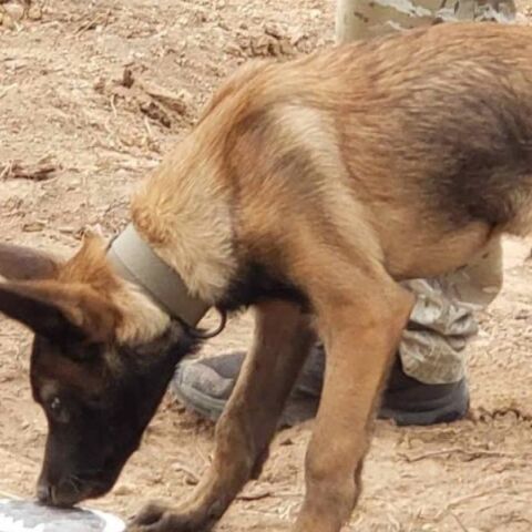 «Καμία συσκευή δε μπορεί να αντικαταστήσει τη μύτη ενός σκύλου» λέει ο εκπαιδευτής του Echo