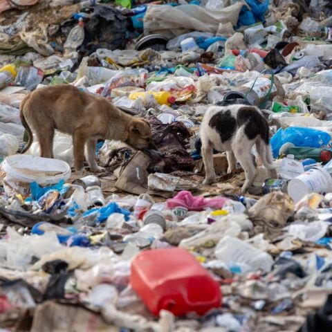 Ξάνθη: Πάνω από 500 σκυλιά σε χωματερή 