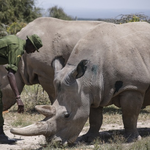 Μέσω τεχνητής γονιμοποίησης θα διασωθούν οι δύο τελευταίοι βόρειοι λευκοί ρινόκεροι